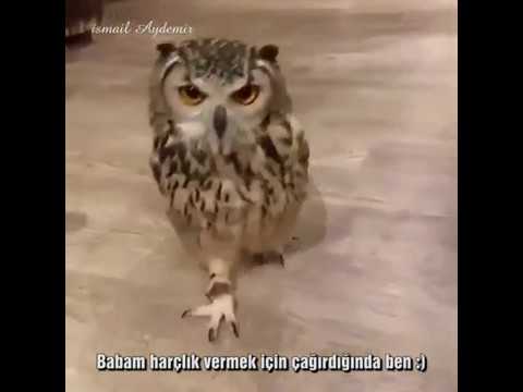 Babam harçlık vermek için çağırdığında ben :)