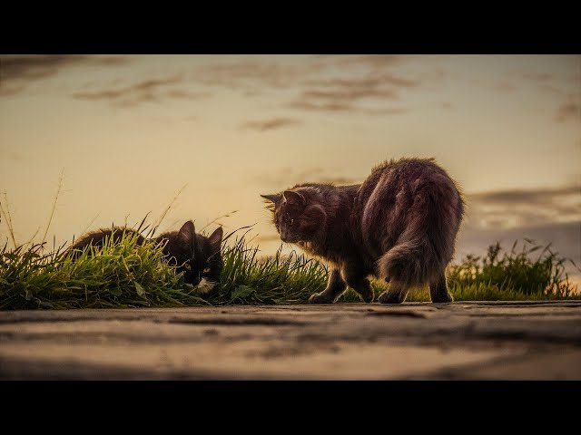 Cats Kedi - #cats #cat