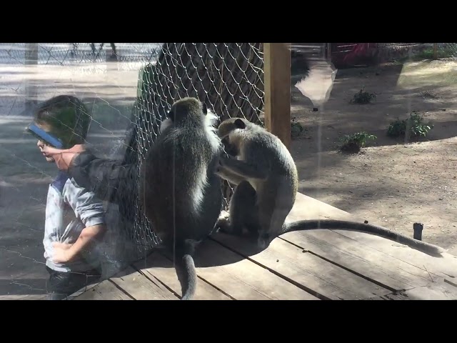 Maymunlar birbirini nasıl temizlerler How monkeys clean each other